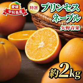 【ふるさと納税】 ネーブル オレンジ 2kg 特選 秀品 プリンセスネーブル 矢野青果 贈答用 ギフト プレゼント 高級 ネット掛け ネーブルオレンジ 果物 フルーツ 柑橘 みかん mikan 蜜柑 愛媛蜜柑 愛媛みかん 産地直送 数量限定 国産 愛媛 宇和島 B010-171036