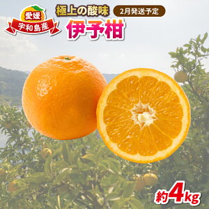 yӂ邳Ɣ[Łz Q݂ ɗ\ 4kg ƒp݂ K[f s\ \t 悩  mikan Q݂ Q Q~J k ʕ  QY ~J Fa݂