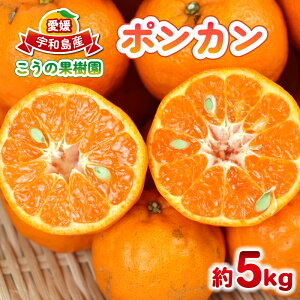 yӂ邳Ɣ[Łz |J 5kg ̉ʎ Q݂ Q Q~J  ݂ mikan s\ ʕ  t[c k Z Â Ö Yn _ƒ ʌ Y Q 