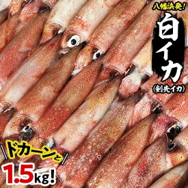 楽天市場 剣先イカの通販 楽天市場 剣先イカの通販