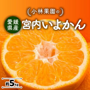 yӂ邳Ɣ[Łzщʉ̋{悩(5kg)yC24-19z_ ݂ ~J k 悩 ɗ\ t[c  ʕ ӂ[  ʎ Â W[V[ Y Yn { k lC 