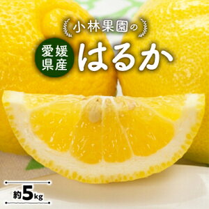 yӂ邳Ɣ[Łzщʉ̂͂邩(5kg)yC24-22z_ ݂ ~J k ͂邩 t[c  ʕ ӂ[  ʎ Â W[V[ Y Yn { k lC B Q ʏ` 