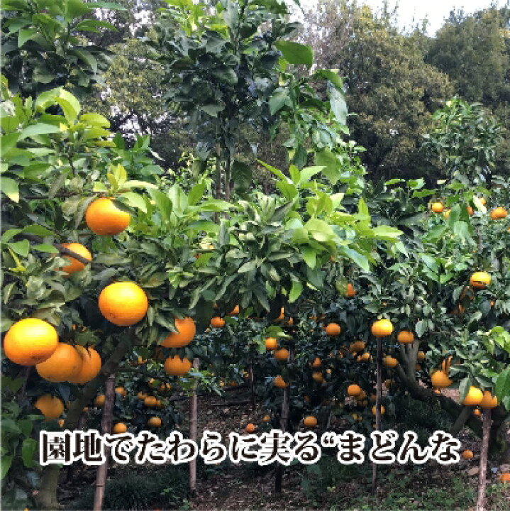楽天市場】【ふるさと納税】ぷるぷる新食感「マドンナ」約4kg 【C39-31】【1149494】 : 愛媛県八幡浜市 楽天市場】【ふるさと納税】ぷるぷる新食感「マドンナ」約4kg 【C39-31】【1149494】 : 愛媛県八幡浜市