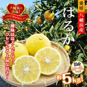 【ふるさと納税】2026年2月発送開始 ジューシーな甘さ!「はるか」約5キロ 【C39-7】【配送不可地域:離島】【1280653】