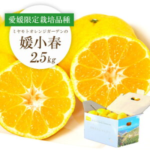 yӂ邳Ɣ[Łzy2026N1{菇z󏭊k Qt(Ђ߂͂) 2.5kgyE25-144z_ ݂  ~J k k t[c@ʕ  lC  Q ls ӂ