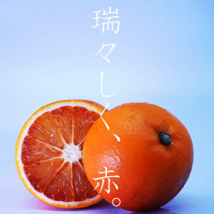 yӂ邳Ɣ[ŁzC^A܂̌|pk!@ubhIW5.5kgyD56-34z_ IW ubhIW 퉷 Y t[c ʕ  lC k 񂫂 Q { Yn Y G