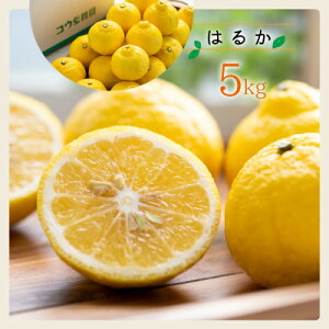 yӂ邳Ɣ[ŁzREʎ̑p͂邩5kgyC33-33z_ ͂邩 ݂ ~J k t[c ʕ  n Y Yn Â W[V[ x Q  y1441188z