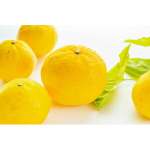yӂ邳Ɣ[Łzϓx13x!Q萶Y̊󏭕iuQtv(2.8kg`3.0kg)y󂠂zyC56-47z_ 󂠂 킯 k t[c  ʕ  ӂ[ Â W[V[ 퉷 Y 