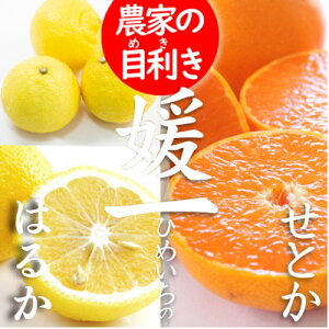 yӂ邳Ɣ[ŁzsQElklt悭΂2Zbg(ƂE͂邩2i)yC28-37zy1488778z
