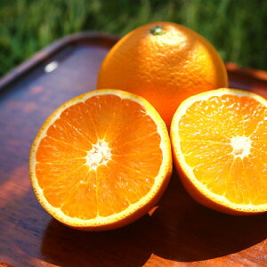 �y�ӂ邳�Ɣ[�Łz���{�ʎ����̐����^���S�[�� 5kg�yC34-13�z�y1491925�z