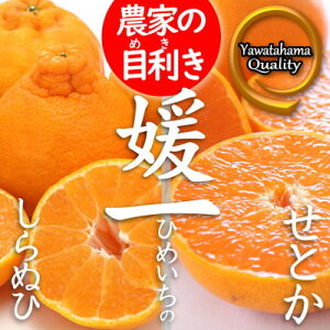 yӂ邳Ɣ[ŁzsQElklt悭΂2Zbg(ƂEʂЂ2i)yC28-38zy1504074z