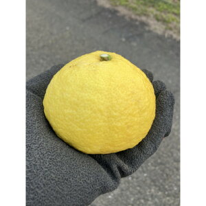 yӂ邳Ɣ[ŁzQlsY ͂邩5kg()yC85-4zy1567152z