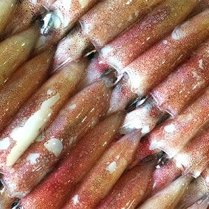 白 イカ 刺身の人気商品 通販 価格比較 価格 Com 白 イカ 刺身の人気商品 通販 価格比較 価格 Com