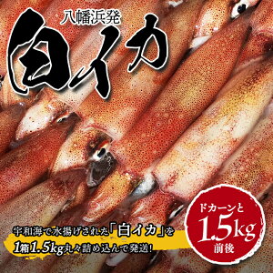 yӂ邳Ɣ[ŁzyⓀցzl!uCJ(CJ)vhJ[1.5kg!yD22-217z_  CJ  悢 CN   hg  yzsnFzy1043152z
