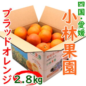 yӂ邳Ɣ[ŁzQEщʉ̃ubhIW 2.8kgyC24-32zy1519321z