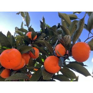 yӂ邳Ɣ[ŁzQlsY ݂ 5kg()yC85-1zy1555515z