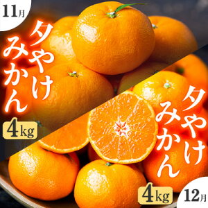 yӂ邳Ɣ[ŁzyŒցzu̏̓~v[₯݂(4kg)yF49-71zS2y4056122z