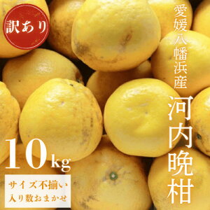 yӂ邳Ɣ[Łzsʏ`ՂW[V[tYn QlY 󂠂 ͓ӊ10kgyD20-72zy1621456z