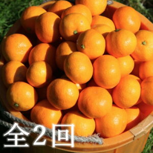 yӂ邳Ɣ[ŁzyŒցzX݂5kg(ƒpETCY)yE83-50zS2y4068839z