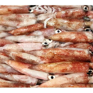 yӂ邳Ɣ[Łz|ỸIXXuCJ3Lȏ!vyzsnFzy1060853z