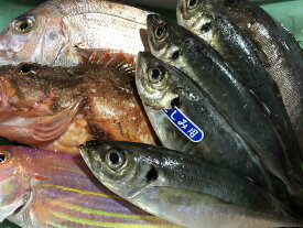 【ふるさと納税】竹中水産の八幡浜発!「朝獲れデイリー鮮魚BOX」1.5kg【C22-277】_【配送不可地域：離島・北海道・沖縄県】【1298414】YWTM094