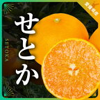 三代目の柑橘の大トロ【せとか】3kg【C31-6】 【配送不可地域：離島】【1071620】