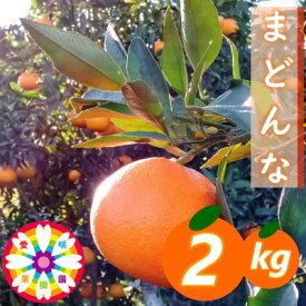 【ふるさと納税】愛咲果樹園「 まどんな 」約2kg 【C71-9】【1339051】