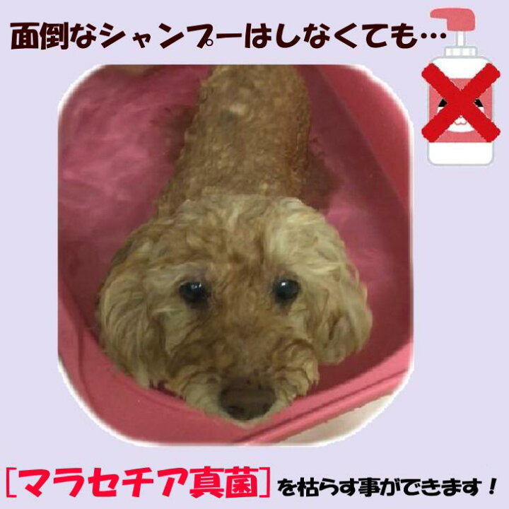 痒がる犬のしつこい皮膚疾患に