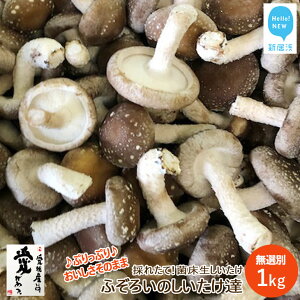 yӂ邳Ɣ[Łzy󂠂z ۏ  ӂ낢̂B 1kg Q VlY 傫 ` I N[ ƒp