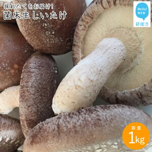 yӂ邳Ɣ[ŁzIIIVlYۏ 1kg