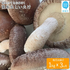 yӂ邳Ɣ[ŁẑꂽĐVN(1kg×3) IIIVlYۏ 1kg𖈌͂II(v3)