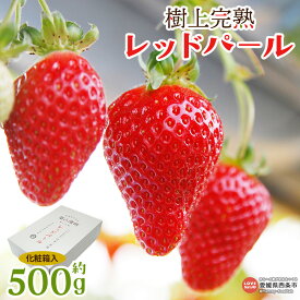 【ふるさと納税】＜樹上完熟 レッドパール 約500g 化粧箱入り(9玉、12玉、15玉のいずれか)＞ ※2026年2月上旬から4月末迄に順次出荷 イチゴ 苺 果物 くだもの フルーツ 数量限定 期間限定 株式会社いちごマム 愛媛県 西条市 【冷蔵】