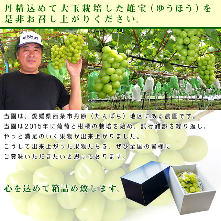 楽天市場 ふるさと納税 ぶどう 雄宝 1房 約1kg 翌月末迄に順次出荷します 高級 スイーツ 果物 フルーツ 鴻上農園 愛媛県 西条市 冷蔵 愛媛県西条市