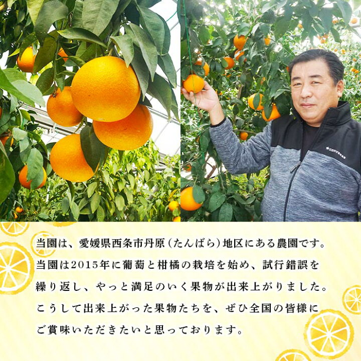 楽天市場 ふるさと納税 Madonna 愛媛果試第28号 Mサイズ 5kg 21年12月上旬から22年1月下旬迄に順次出荷します みかん ミカン 柑橘 まどんな 果物 フルーツ マドンナ 愛媛県 西条市 常温 愛媛県西条市