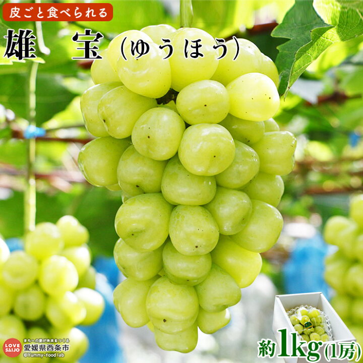 楽天市場 ふるさと納税 ぶどう 雄宝 1房 約1kg 翌月末迄に順次出荷します 高級 スイーツ 果物 フルーツ 鴻上農園 愛媛県 西条市 冷蔵 愛媛県西条市
