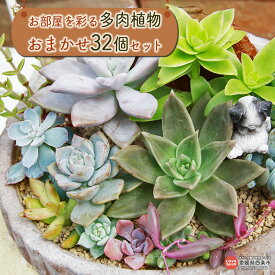 【ふるさと納税】＜お部屋を彩る多肉植物 おまかせ32個セット＞ ※翌月末迄に順次出荷します。寄せ植え ガーデニング インテリア 32ポット 愛媛県 西条市 【常温】