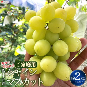 \tyӂ邳Ɣ[Łzƒp ̂蓖 ㊮nVC}XJbg 2kgi3`4[j2026N8{9{ɏo uhE Ԃǂ  fU[g XC[c 