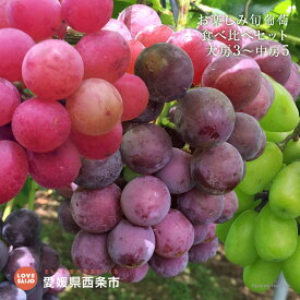 【ふるさと納税】【先行予約】＜お楽しみ 旬の葡萄 食べ比べセット 大房3〜中房5＞※2025年9月上旬から9月末迄に順次出荷します。ブドウ ぶどう 種無し シャインマスカット ネオマスカット ピオーネ ウインク ブラックオリンピア オリエンタルスター 愛媛県 西条市 【冷蔵】