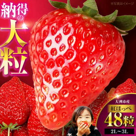 【ふるさと納税】いちご 【先行予約】【2026年1月上旬〜から順次発送】紅ほっぺ 48粒 （ 24粒 × 2箱 ） | 人気 おすすめ ランキング おいしい 甘い 苺 イチゴ 大粒 高級 送料無料 デザート スイーツ 果物 フルーツ 大洲市/西山青果 [AGAR002] 30000 30000円 以下