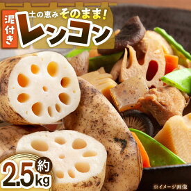 【ふるさと納税】野菜【先行予約】【2026年1月初旬より順次発送】 泥付き レンコン 約2.5kg レンコン 蓮根 料理 具材 食材 野菜 やさい 新鮮 愛媛県産 大洲市産 産地直送 おすすめ 人気 天ぷら はさみ焼き 筑前煮 煮物 冬野菜 根菜 旬野菜 大洲市/沢井青果[AGBN021]