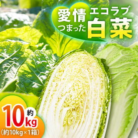 【ふるさと納税】白菜 エコラブ白菜 約10kg（1箱） 白菜 白菜漬け はくさい ハクサイ キムチ 漬物 漬け物 つけもの 鍋 スープ サラダ クリーム煮 うま煮 シチュー 味噌汁 汁物 冬野菜 野菜 旬 やさい 葉野菜 送料無料 お取り寄せ 大洲市/沢井青果有限会社[AGBN049]