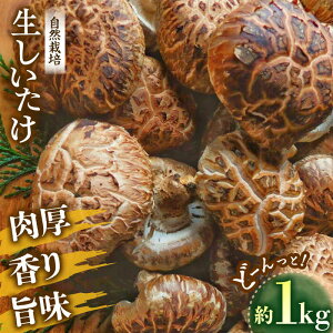 yӂ邳Ɣ[Łzys\zy11{珇z ő 1kg | lC  LO   ̂ ő    Fs/͂ߏX[AGBO001] 10000 100