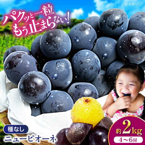 �y�ӂ邳�Ɣ[�Łz�j���[�s�I�[�l �y��s�\��z�y2026�N8�����{���珇�������z 2kg�i4����6�[�j ��Ȃ� �嗱 �{ �ăM�t�g ������ ���Q����F�s/�L�����[AGDB001] �Ԃǂ� ���� �s�I�[�l �� ������