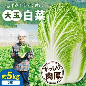 【ふるさと納税】白菜 【先行予約】【11月下旬から順次発送】 3Lサイズ×2玉（約5kg） 国産 鍋物 炒め物 漬物 冬野菜 送料無料 お取り寄せ 大洲市/ふじた農園[AGDH007] 白菜 はくさい ハクサイ 野菜 やさい 新鮮 新鮮野菜 愛媛県産 大洲市産 おすすめ 人気
