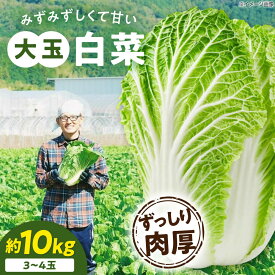 【ふるさと納税】白菜 【先行予約】【11月下旬から順次発送】 3Lサイズ×3〜4玉（約10kg） 国産 鍋物 炒め物 漬物 冬野菜 大容量 送料無料 お取り寄せ 大洲市/ふじた農園[AGDH008] 白菜 はくさい ハクサイ 野菜 やさい 新鮮 新鮮野菜 愛媛県産 大洲市産 おすすめ 人気