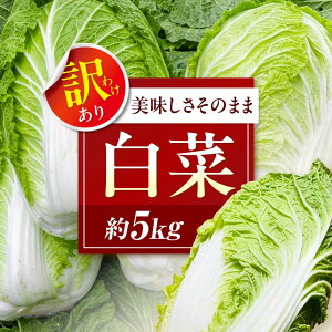 yӂ邳Ɣ[Łzys\zy12{珇zzITC@󂠂蔒 5kgi3ʂ4ʁj QFs/_g@l₳炢[AGEK001]