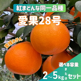 【ふるさと納税】愛果28号 紅まどんなと同一品種 みかん 愛媛県産 【選べる容量】 2kg 3kg 5kg 訳あり ご家庭用 優品 贈答用 先行予約 ＜2026年11月下旬から順次発送予定＞ レッスルファーム 数量限定 おすすめ 美味しい おいしい グルメ フルーツ くだもの 人気 柑橘 伊予市
