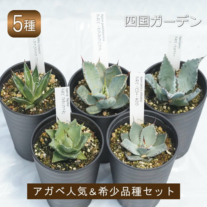 楽天市場】【ふるさと納税】多肉植物 インテリア アガベ 人気品種 