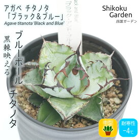 【ふるさと納税】多肉植物 インテリア アガベ チタノタ「ブラック＆ブルー」3.5号黒鉢 四国ガーデン 人気 観葉植物 グリーン リラックス 初心者でも育てやすい 伊予市｜C23