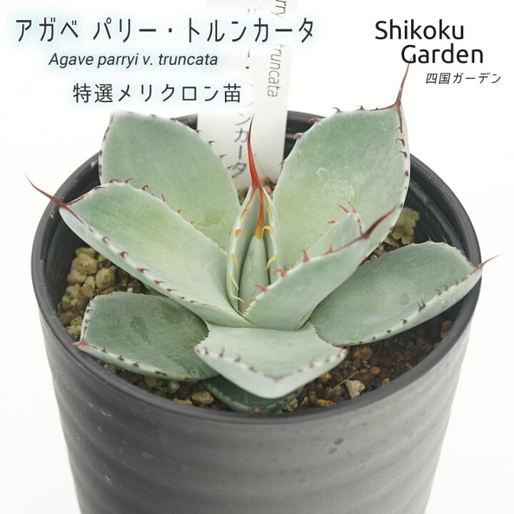 楽天市場】【ふるさと納税】アガベ パリートルンカータ 3.5号黒鉢 